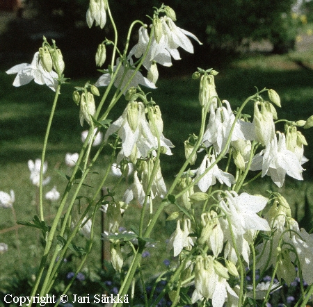 Aquilegia vulgaris 'Alba'